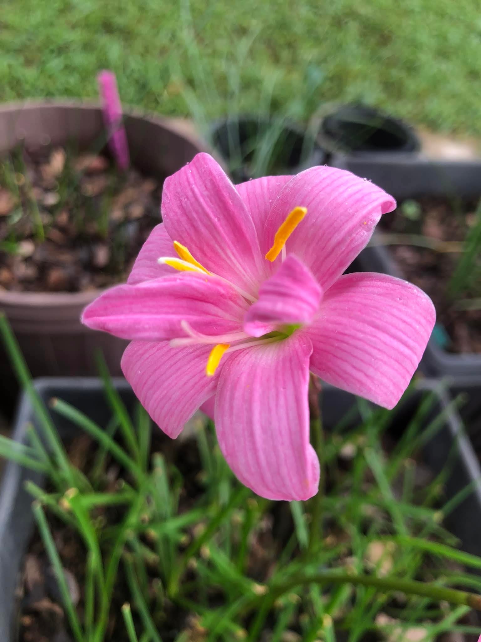 Rain Lily Fairy Yarn