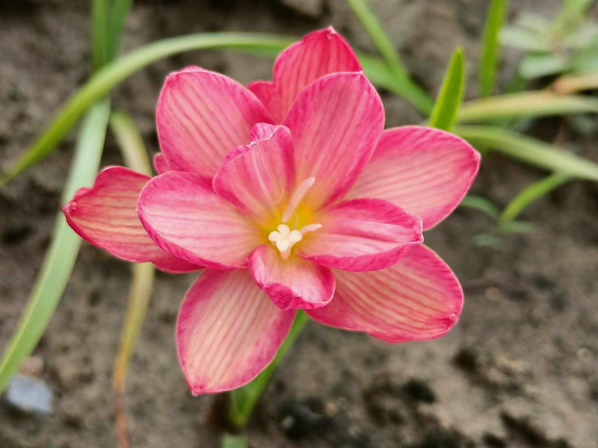 Rain Lily Carnelian Stone