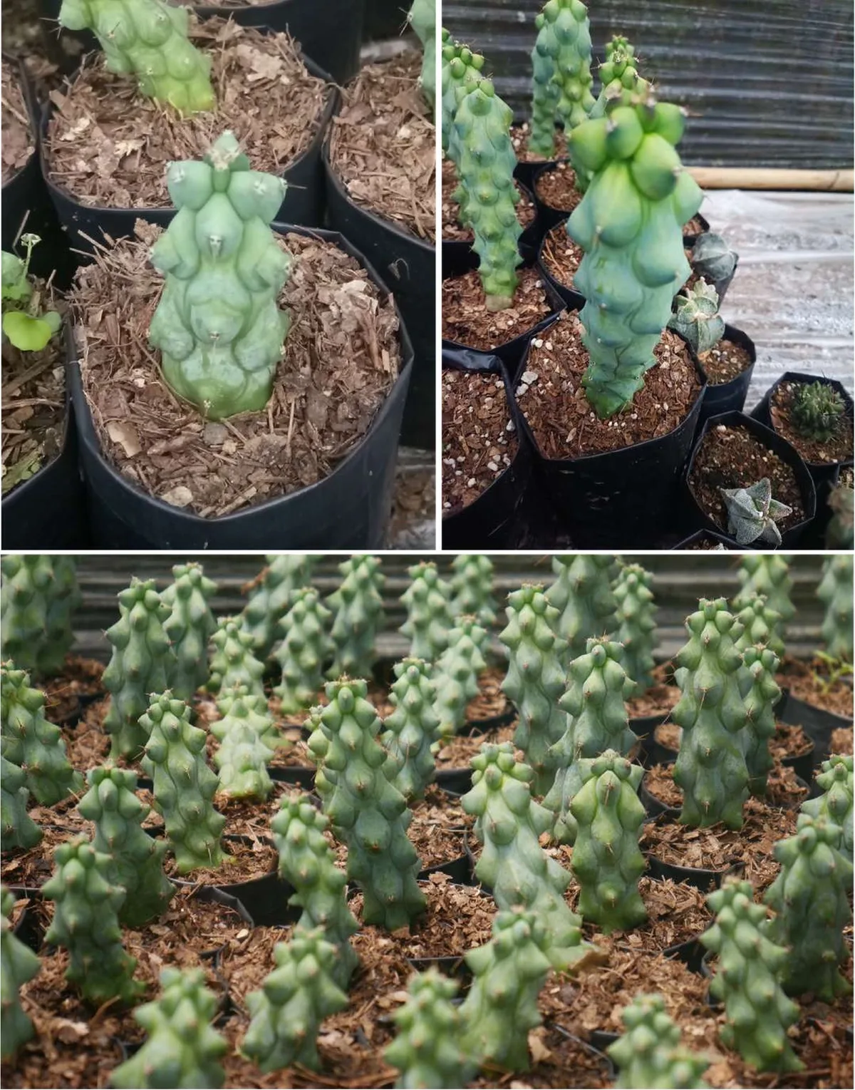 Cactus King's Court — 10