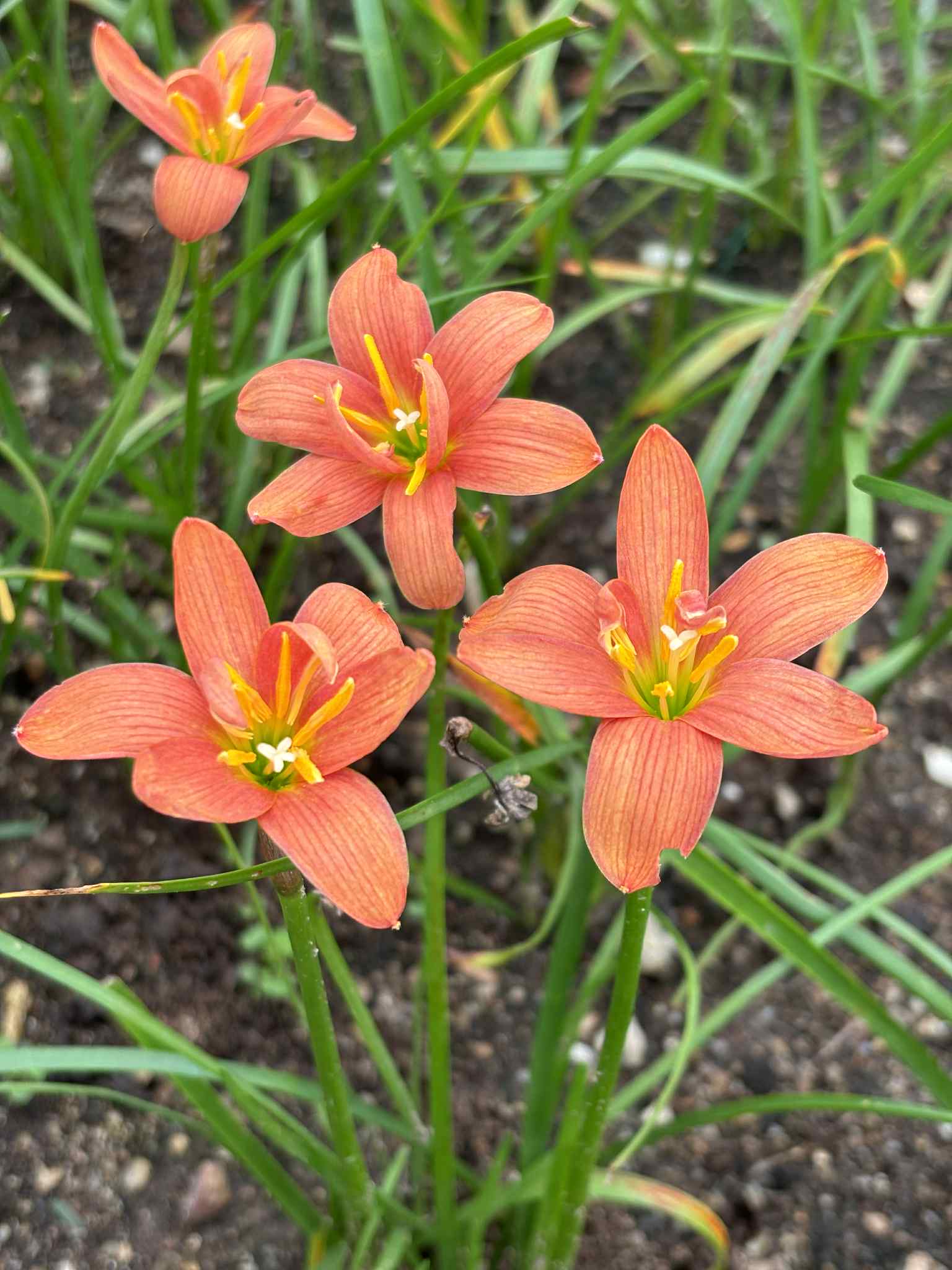 Rain Lily Orange Flame