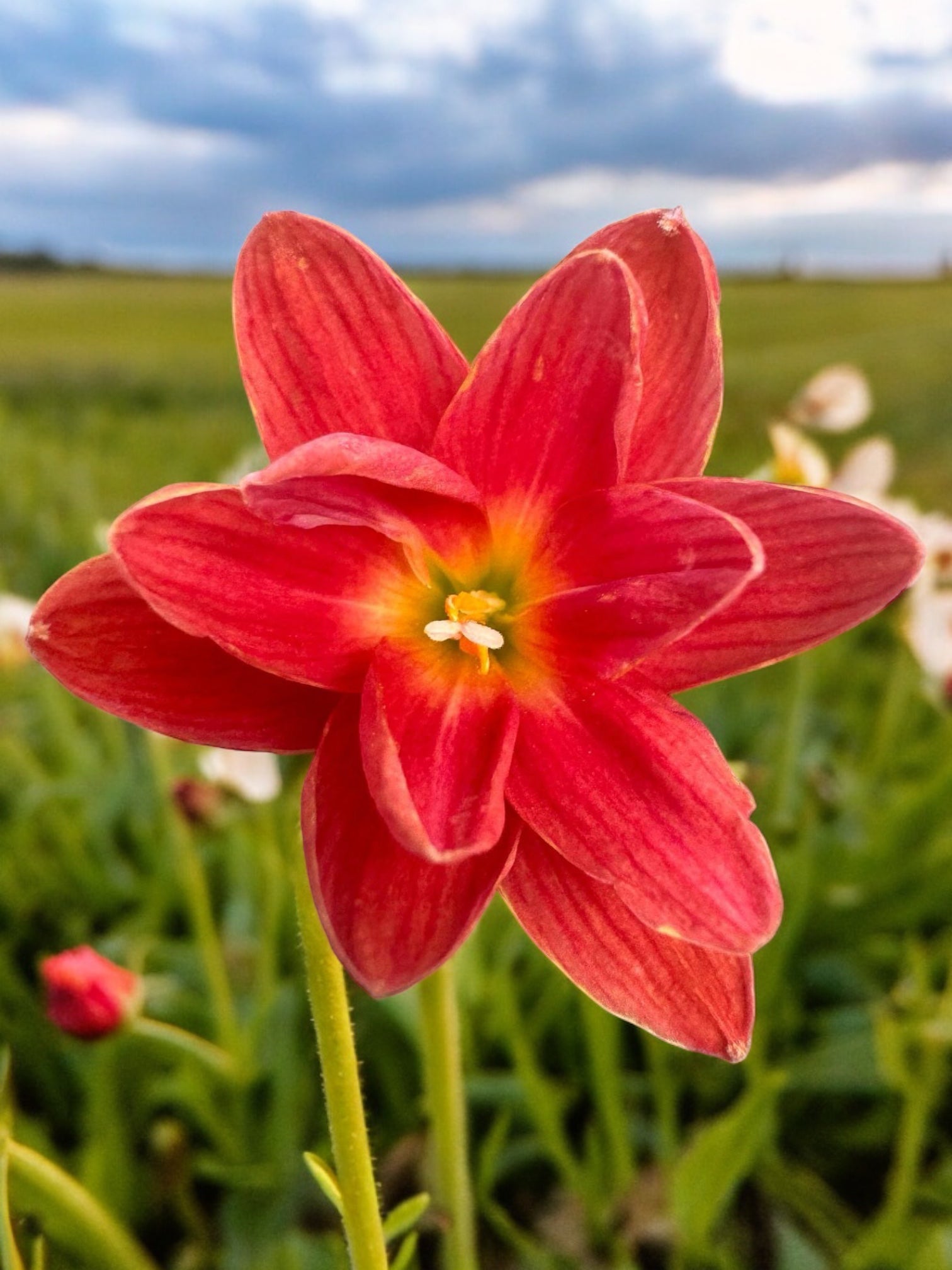 Rain Lily Si sawat...800