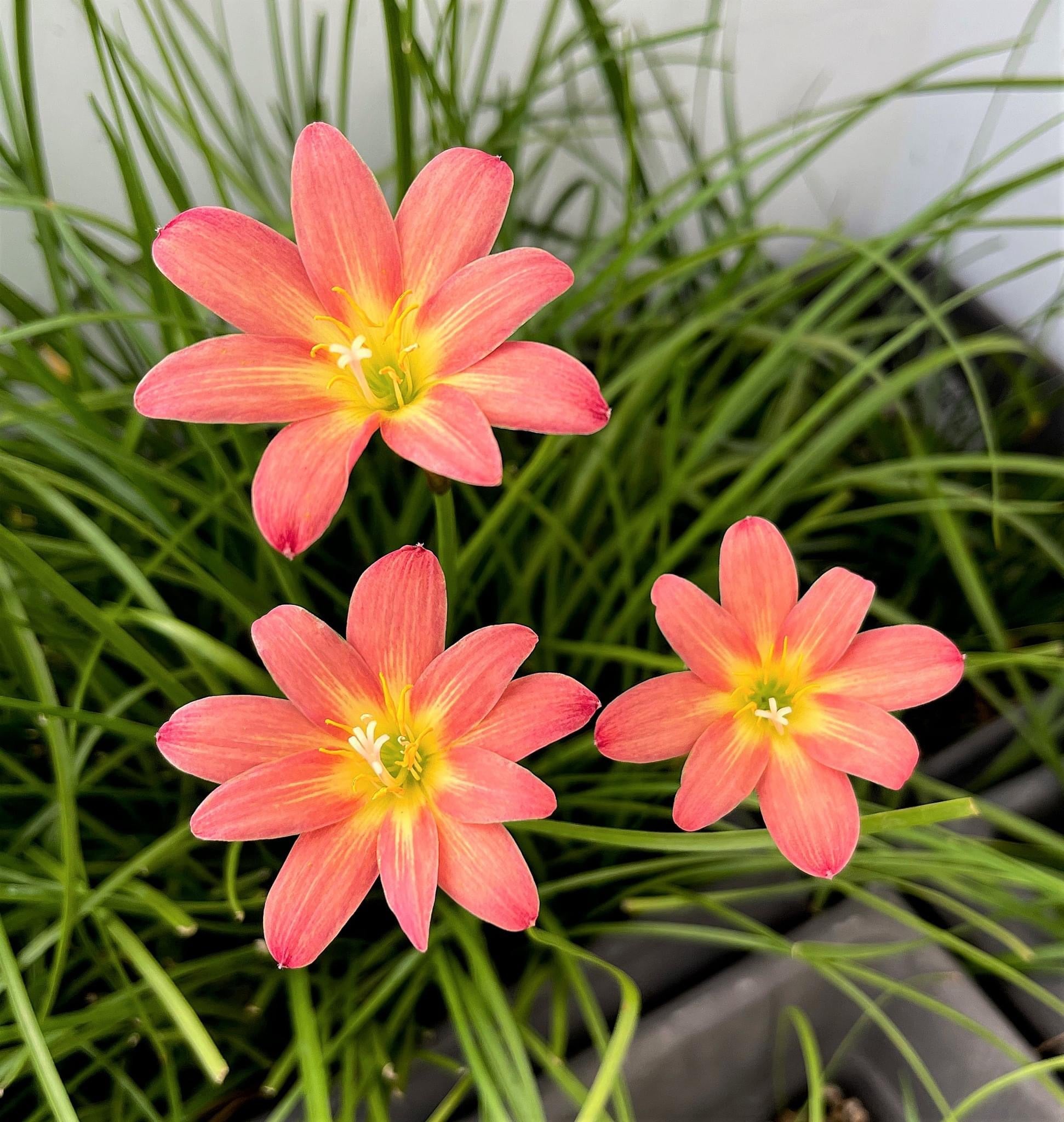 Rain Lily Maruko