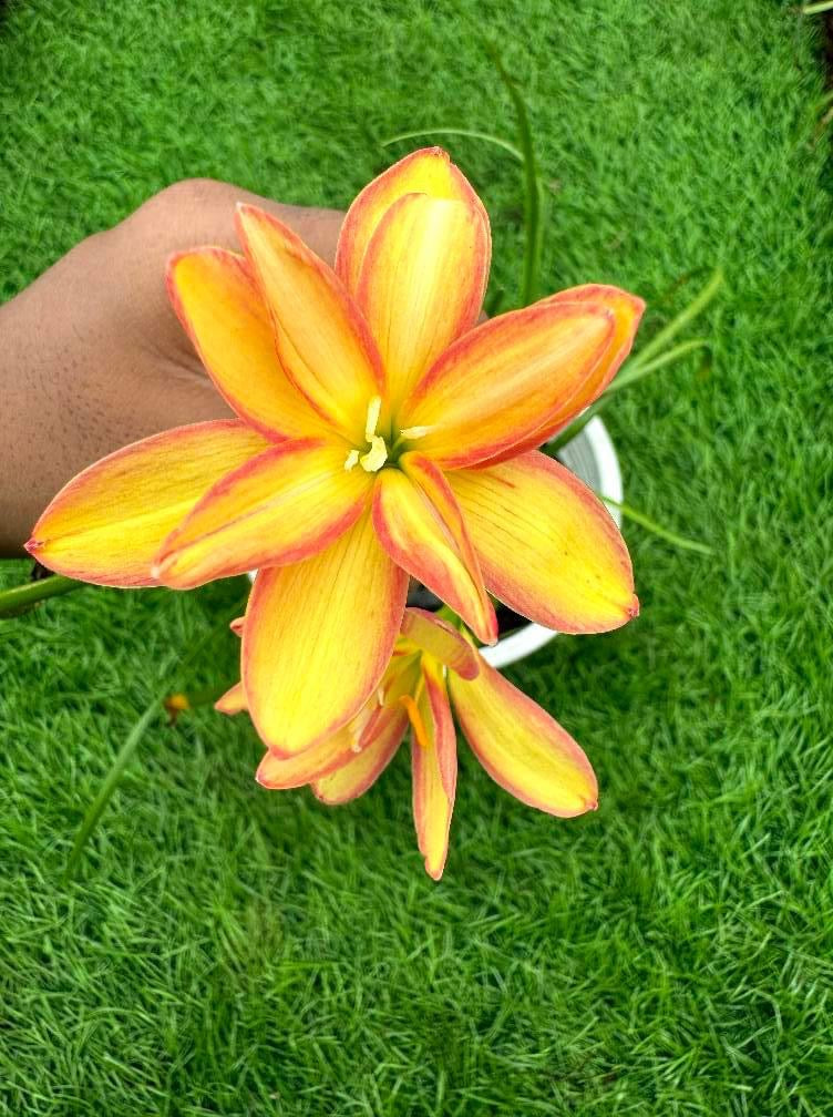 Rain Lily Canary Diomand