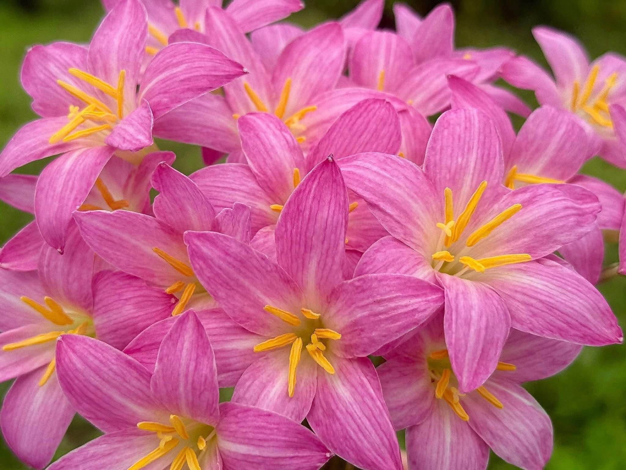 Rain Lily Pretty Papillon